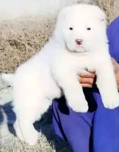 alabai dog male 2 month for sale cargo all Pakistan