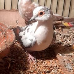 Diamond pied Breeder male or breeder available 0304,4976,220 0