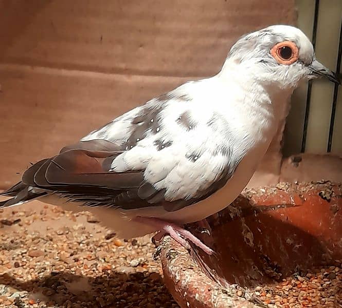 Diamond pied Breeder male or breeder available 0304,4976,220 1