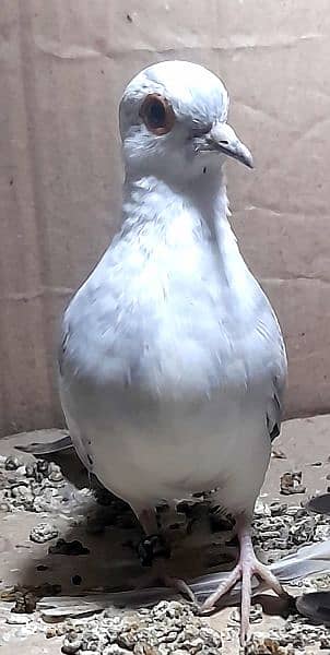 Diamond pied Breeder male or breeder available 0304,4976,220 3