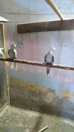 healthy and active birds pair price 4500