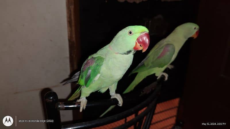 Hand tam raw parrot pair 2