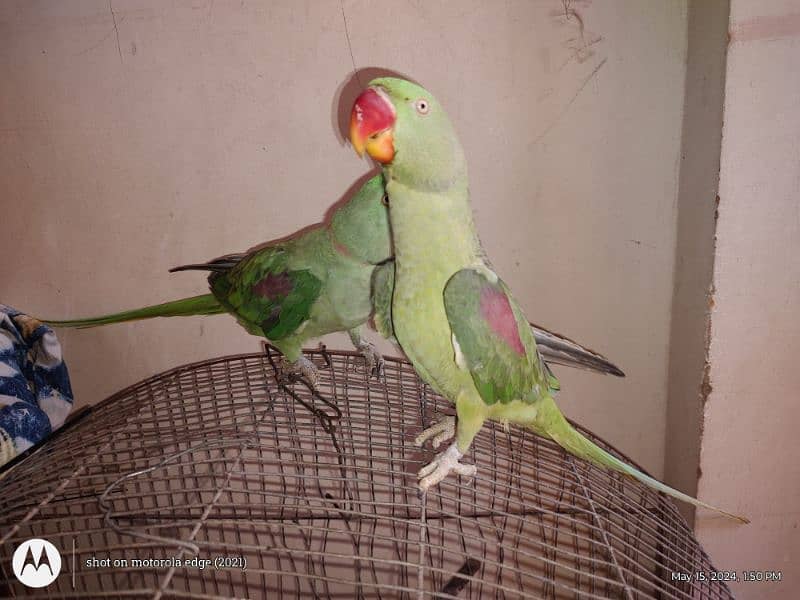 Hand tam raw parrot pair 8
