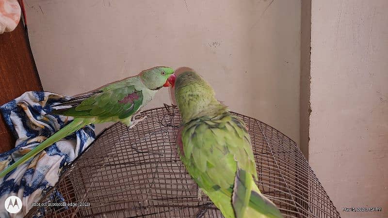 Hand tam raw parrot pair 11