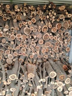 Kikar Balan. firewood. jalany wali lakri