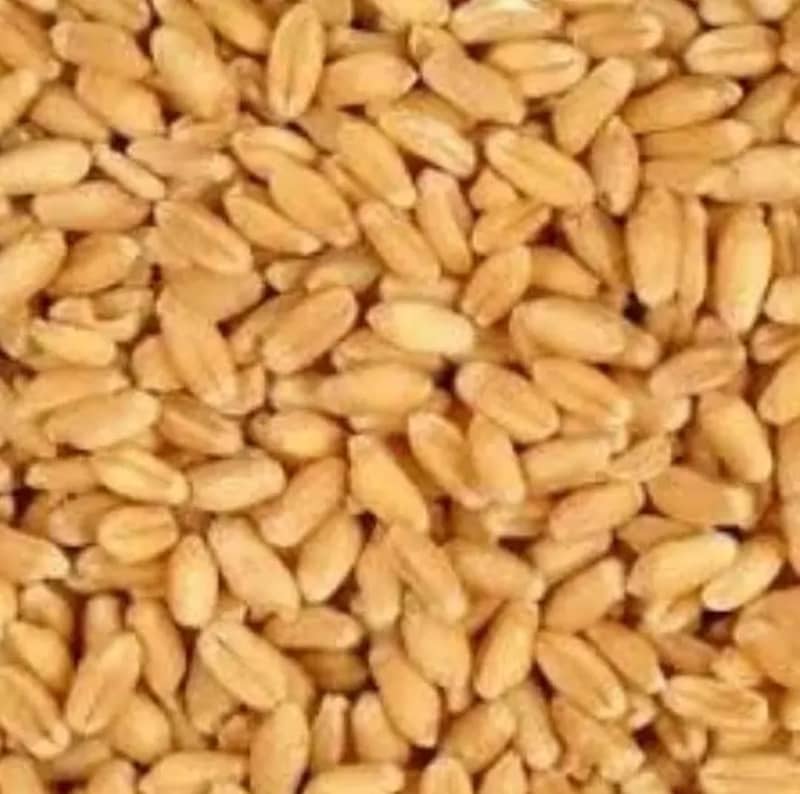 Wheat,Pure Wheat,Gandum 7