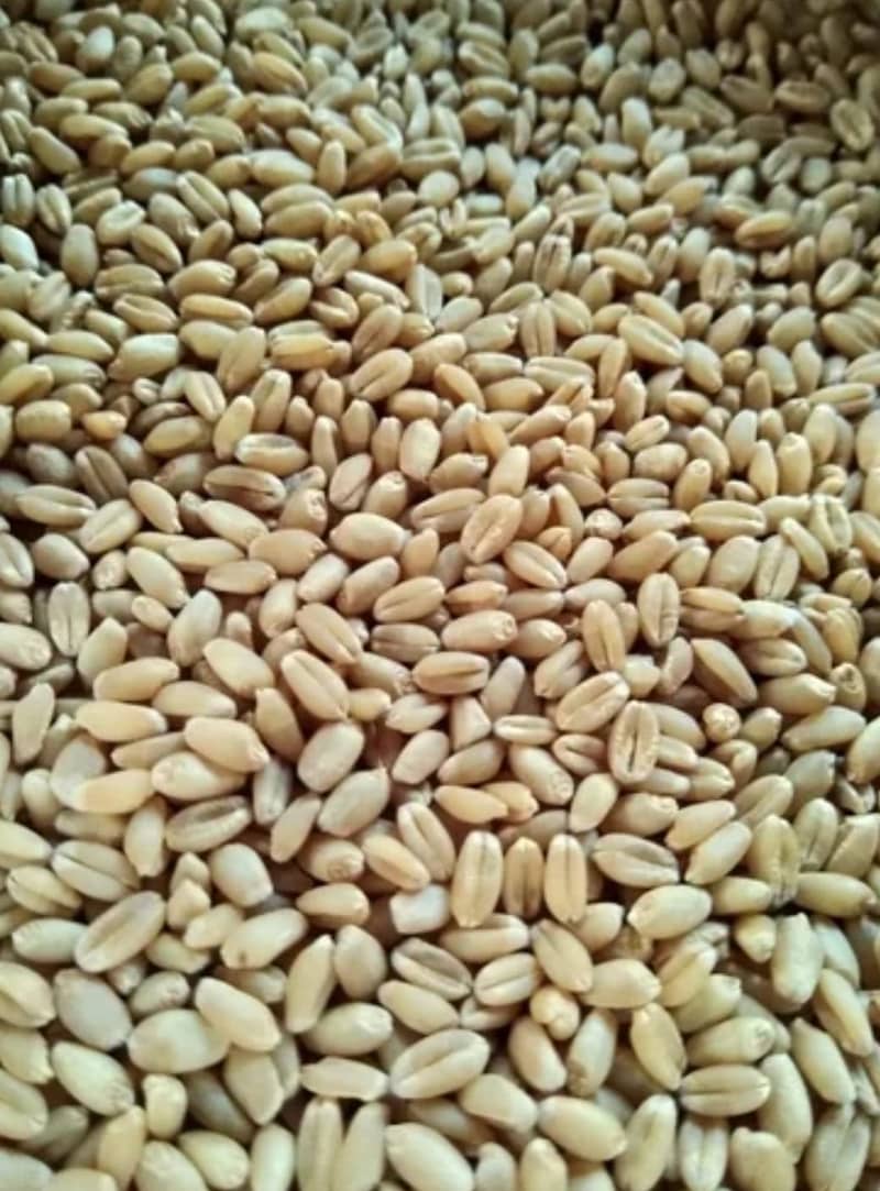Wheat,Pure Wheat,Gandum 9