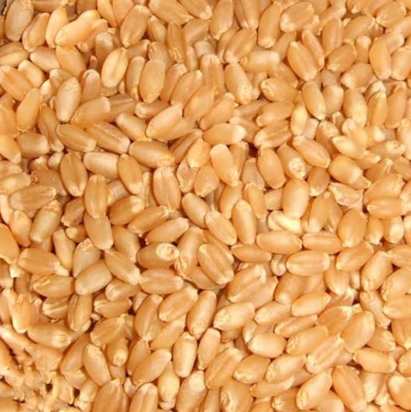 Wheat,Pure Wheat,Gandum 10