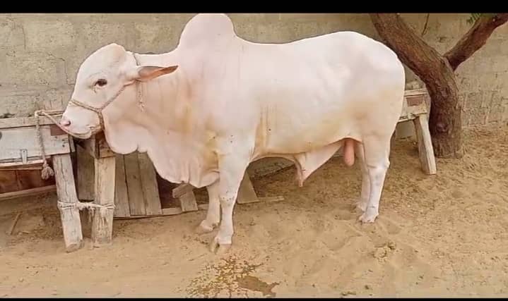 Cow For Sale 2