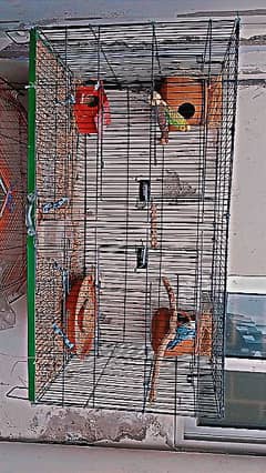 2 Australian Parrot , 1 Finch Pair , 1 Double portion cage 0