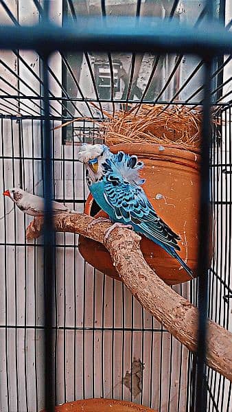 2 Australian Parrot , 1 Finch Pair , 1 Double portion cage 1