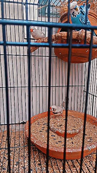 2 Australian Parrot , 1 Finch Pair , 1 Double portion cage 2