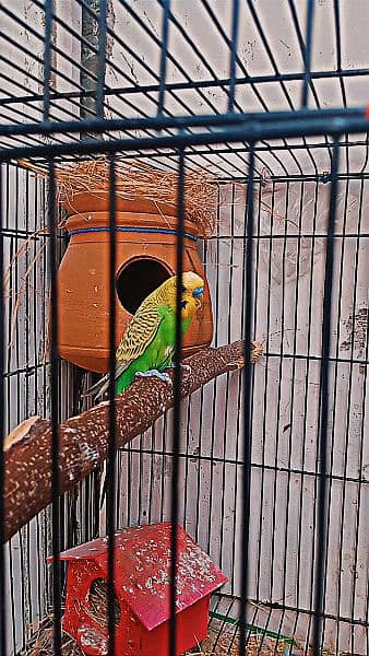 2 Australian Parrot , 1 Finch Pair , 1 Double portion cage 3