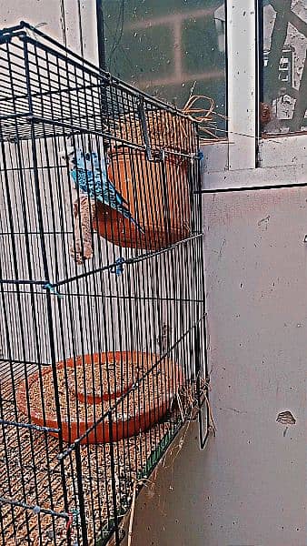 2 Australian Parrot , 1 Finch Pair , 1 Double portion cage 4