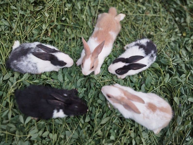 Rabbits breader pair and babies 3