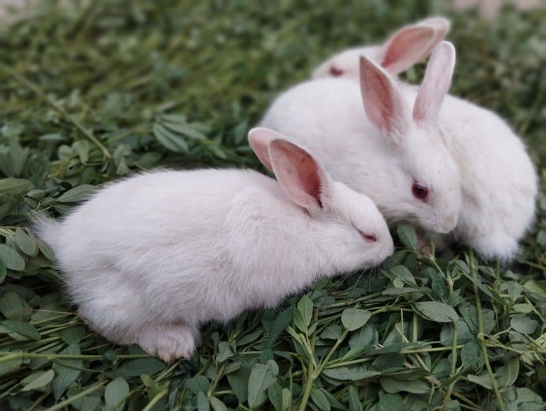 Rabbits breader pair and babies 7