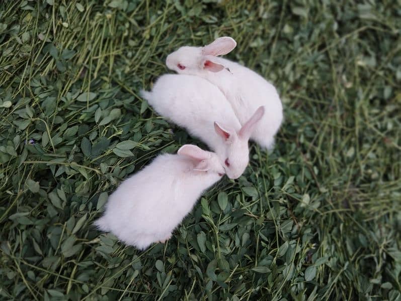 Rabbits breader pair and babies 8