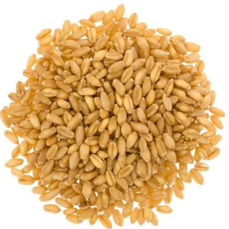 Wheat,Pure Wheat,Gandum 6