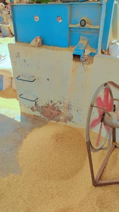 wheat/pure gandum 0