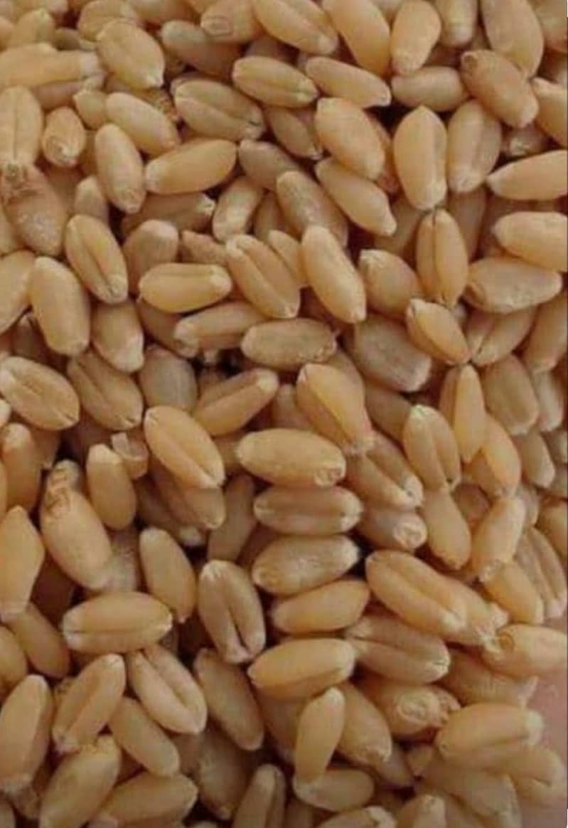 wheat/pure gandum 9