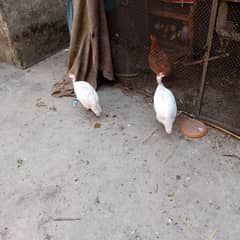 Guinea fowl breeder two pair available 0