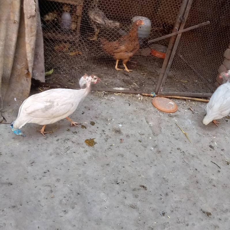 Guinea fowl breeder two pair available 1