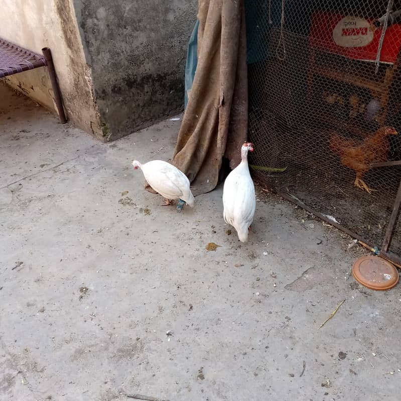 Guinea fowl breeder two pair available 2
