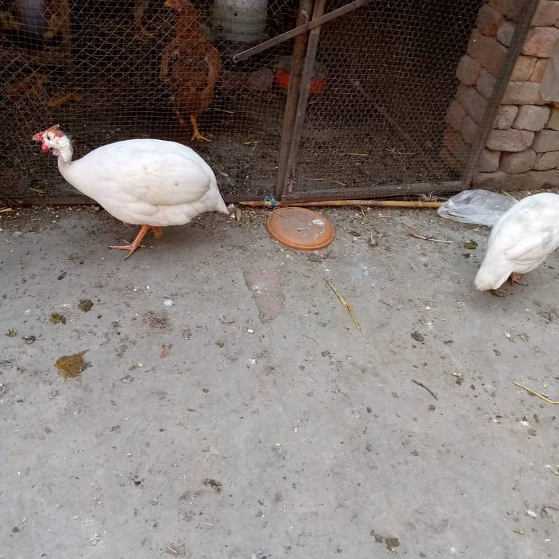 Guinea fowl breeder two pair available 6