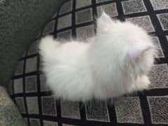 persian cat cute kid only intrested people