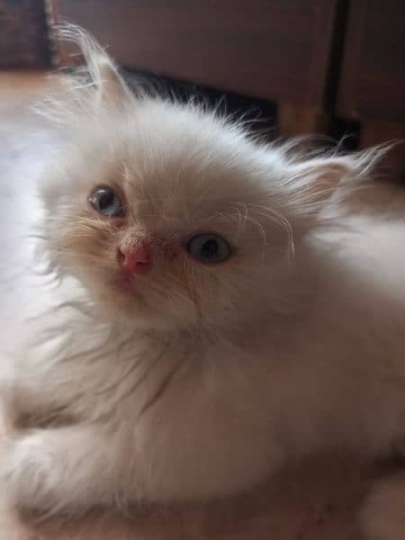 persian cat cute kid only intrested people 1