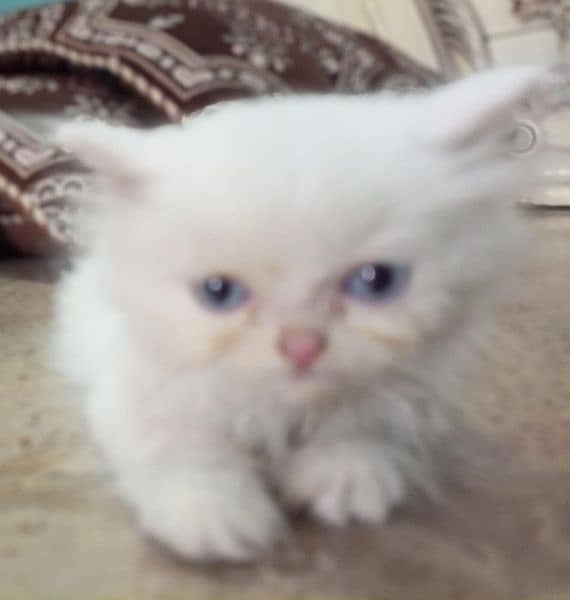 persian cat cute kid only intrested people 2