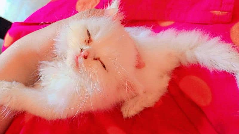 persian cat cute kid only intrested people 4