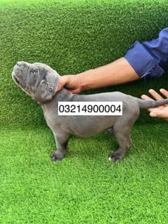 Male and Female Cane Corso Puppies For Sale | Dog For Sale