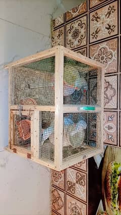 White Finches (2 Pairs) For Sale| Breeder Pairs 0