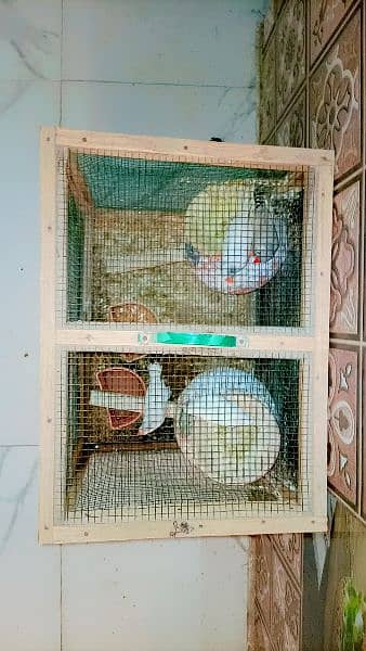 White Finches (2 Pairs) For Sale| Breeder Pairs 2