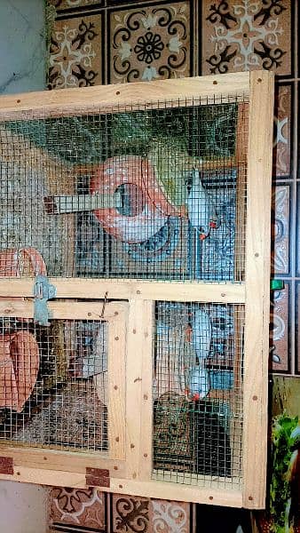 White Finches (2 Pairs) For Sale| Breeder Pairs 3
