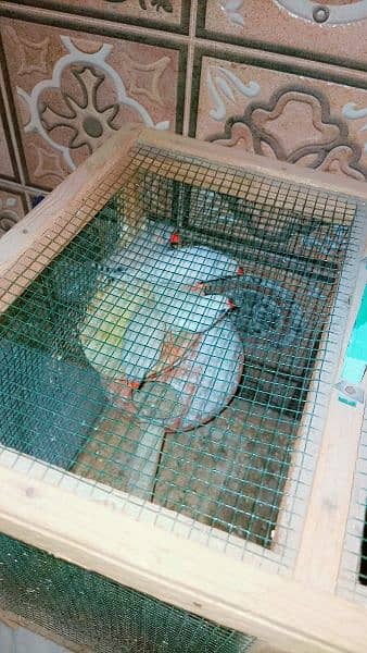 White Finches (2 Pairs) For Sale| Breeder Pairs 4
