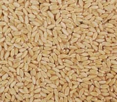 Desi Wheat For sale 0