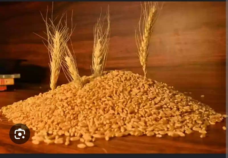 Desi Wheat For sale 1