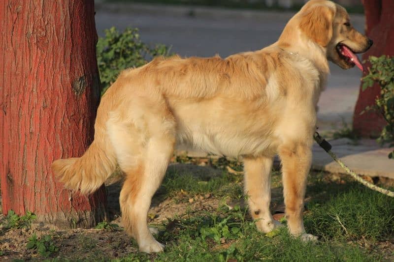 Pedigree Golden retriever female puppy 5