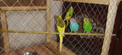 Cage + Australian parrots (2 pair)