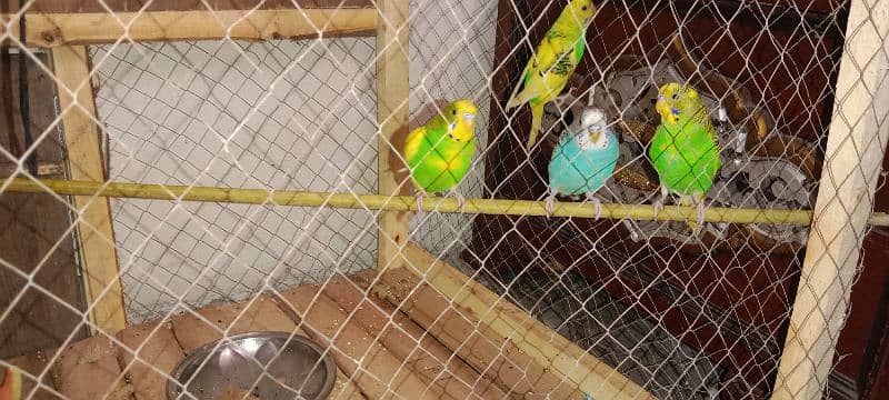 Cage + Australian parrots (2 pair) 2