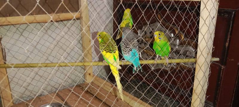 Cage + Australian parrots (2 pair) 3