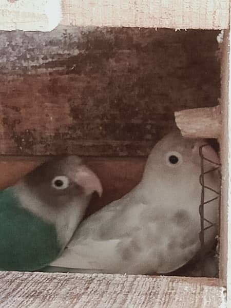 love bird for sale full breeder pair 6