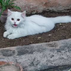 Persian kittens 2.5 months 0