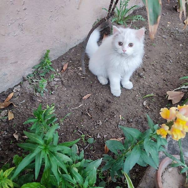 Persian kittens 2.5 months 1