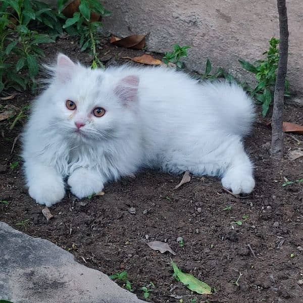 Persian kittens 2.5 months 2