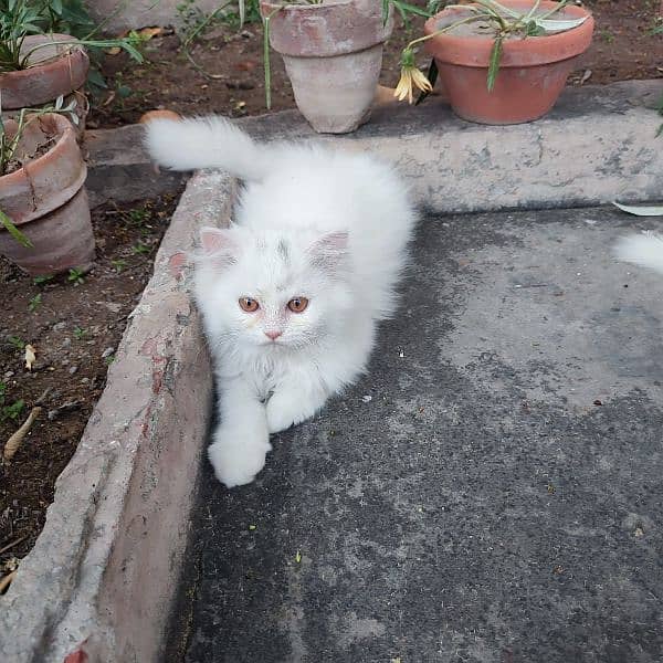 Persian kittens 2.5 months 3