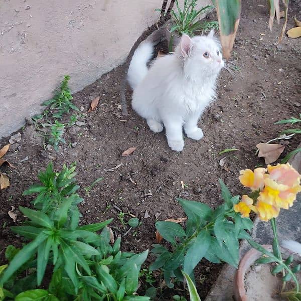 Persian kittens 2.5 months 4