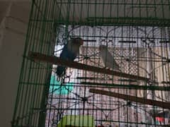Urgent sale love bird albino with cage and box